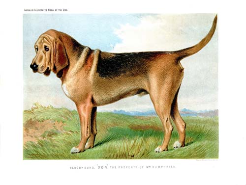 Victorian Clip Art & Image Collections: Dogs